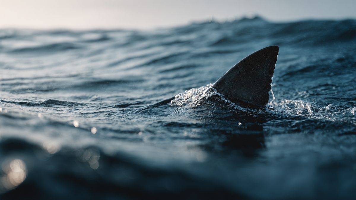 Image of a shark fin cutting through water, emphasizing its streamlined appearance amid rolling waves.